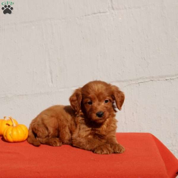 Vivianna, Mini Goldendoodle Puppy